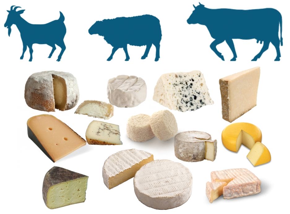 Verschillende soorten Kaas weergegeven met daarboven silhouetten van een geit, schaap en koe, die de melkbronnen aangeven die in de kazen worden gebruikt.