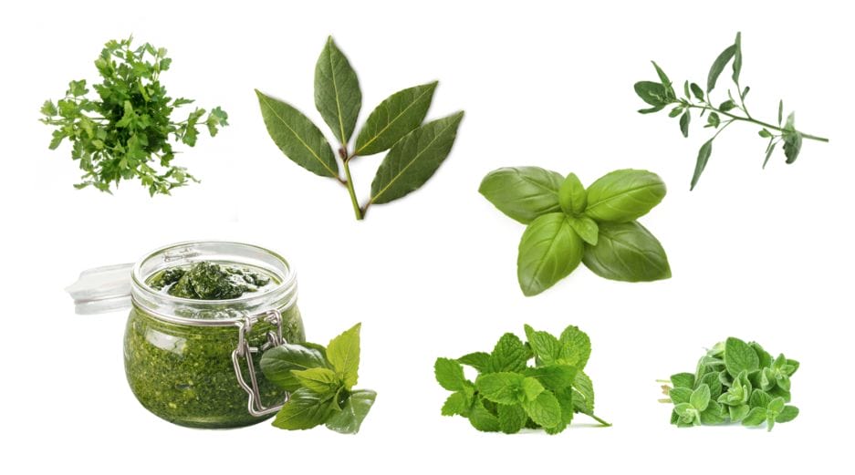 Assortment of fresh kitchen herbs and a Herb climate cabinet (25 liters) isolated on a white background.
