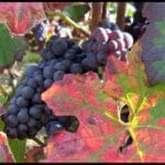 Nahaufnahme von Trauben aus dem Champagnerkeller (25 Liter) an einem Weinstock mit leuchtend roten und grünen Blättern im Sonnenlicht.