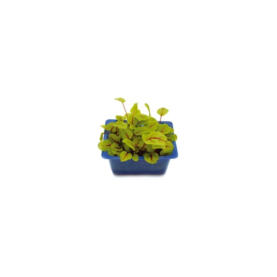 Ein kleiner blauer Kräuterklimaschrank (25 Liter) mit jungen, grünblättrigen Pflanzen auf weißem Hintergrund.
