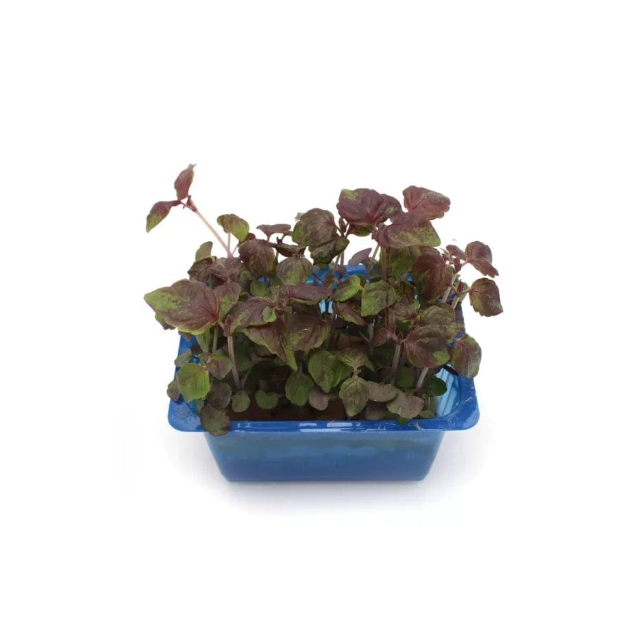 Une armoire climatique pour herbes (25 litres) avec des feuilles violet foncé dans un pot rectangulaire bleu, isolée sur fond blanc.
