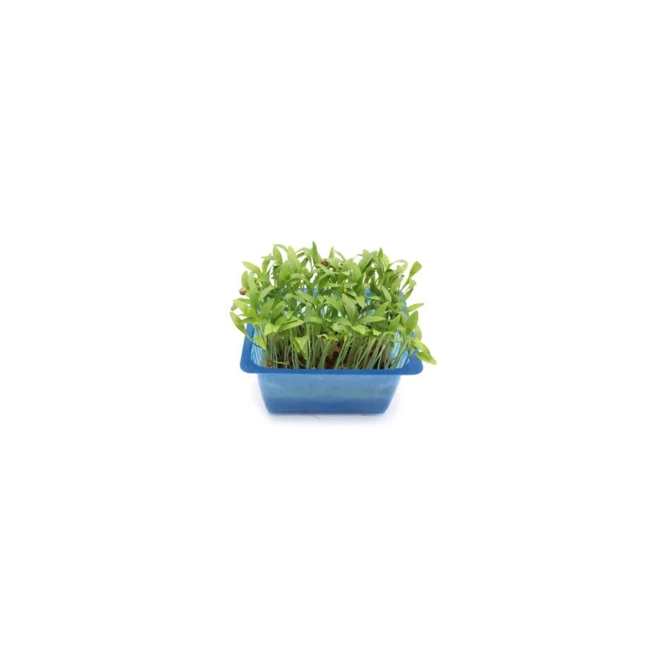 Un petit plateau bleu avec des pousses vertes fraîches isolées sur fond blanc Armoire climatique à base de plantes (25 litres).